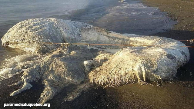 Monster Samudra Pasifik Menyeramkan